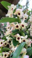 Rundreise Neuseeland // Orchideen-Garten in Singapur &ndash; &copy; Franziska Bergmann (Eberhardt TRAVEL)