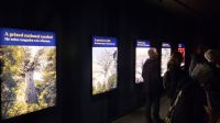 Rundreise Neuseeland // Besuch im Kauri-Museum &ndash; &copy; Franziska Bergmann (Eberhardt TRAVEL)