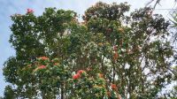 Rundreise Neuseeland // Ausflug zum Cape Reinga - Pohutukawa &ndash; &copy; Franziska Bergmann (Eberhardt TRAVEL)