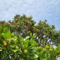 Rundreise Neuseeland // Ausflug zum Cape Reinga - Pohutukawa &ndash; &copy; Franziska Bergmann (Eberhardt TRAVEL)