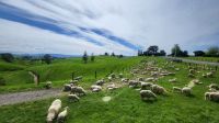 Rundreise Neuseeland // Besuch von Hobbiton &ndash; &copy; Franziska Bergmann (Eberhardt TRAVEL)