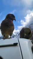 Rundreise Neuseeland // neugieriger Kea im Fiordland Nationalpark &ndash; &copy; Franziska Bergmann (Eberhardt TRAVEL)