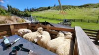Rundreise Neuseeland // Schafshow auf der Walter Peak Station am Lake Wakatipu &ndash; &copy; Franziska Bergmann (Eberhardt TRAVEL)