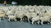 Rundreise Neuseeland // Flauschige Lämmer mit ihren Müttern &ndash; &copy; Franziska Bergmann (Eberhardt TRAVEL)