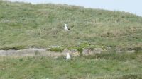 Rundreise Neuseeland // Albatrosse auf der Otago-Halbinsel &ndash; &copy; Franziska Bergmann (Eberhardt TRAVEL)