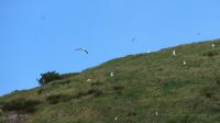 Rundreise Neuseeland // Albatrosse auf der Otago-Halbinsel &ndash; &copy; Franziska Bergmann (Eberhardt TRAVEL)