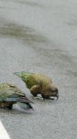 Rundreise Neuseeland // neugieriger Kea im Fiordland Nationalpark &ndash; &copy; Franziska Bergmann (Eberhardt TRAVEL)