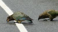 Rundreise Neuseeland // neugieriger Kea im Fiordland Nationalpark &ndash; &copy; Franziska Bergmann (Eberhardt TRAVEL)