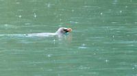 Rundreise Neuseeland // Fiordland Pinguin im Milford Sound &ndash; &copy; Franziska Bergmann (Eberhardt TRAVEL)