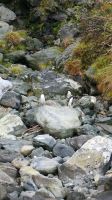 Rundreise Neuseeland // Fiordland Pinguine im Milford Sound &ndash; &copy; Franziska Bergmann (Eberhardt TRAVEL)