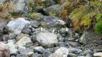 Rundreise Neuseeland // Fiordland Pinguine im Milford Sound &ndash; &copy; Franziska Bergmann (Eberhardt TRAVEL)