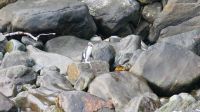 Rundreise Neuseeland // Fiordland Pinguine im Milford Sound &ndash; &copy; Franziska Bergmann (Eberhardt TRAVEL)
