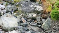 Rundreise Neuseeland // Fiordland Pinguine im Milford Sound &ndash; &copy; Franziska Bergmann (Eberhardt TRAVEL)