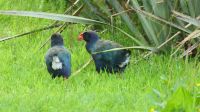 Rundreise Neuseeland // Südinsel-Takahe in Te Anau am Fiordland Nationalpark &ndash; &copy; Franziska Bergmann (Eberhardt TRAVEL)