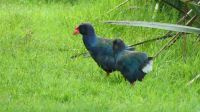 Rundreise Neuseeland // Südinsel-Takahe in Te Anau am Fiordland Nationalpark &ndash; &copy; Franziska Bergmann (Eberhardt TRAVEL)