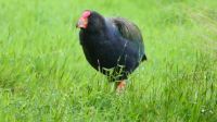 Rundreise Neuseeland // Südinsel-Takahe in Te Anau am Fiordland Nationalpark &ndash; &copy; Franziska Bergmann (Eberhardt TRAVEL)