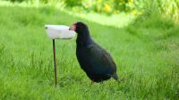 Rundreise Neuseeland // Südinsel-Takahe in Te Anau am Fiordland Nationalpark &ndash; &copy; Franziska Bergmann (Eberhardt TRAVEL)