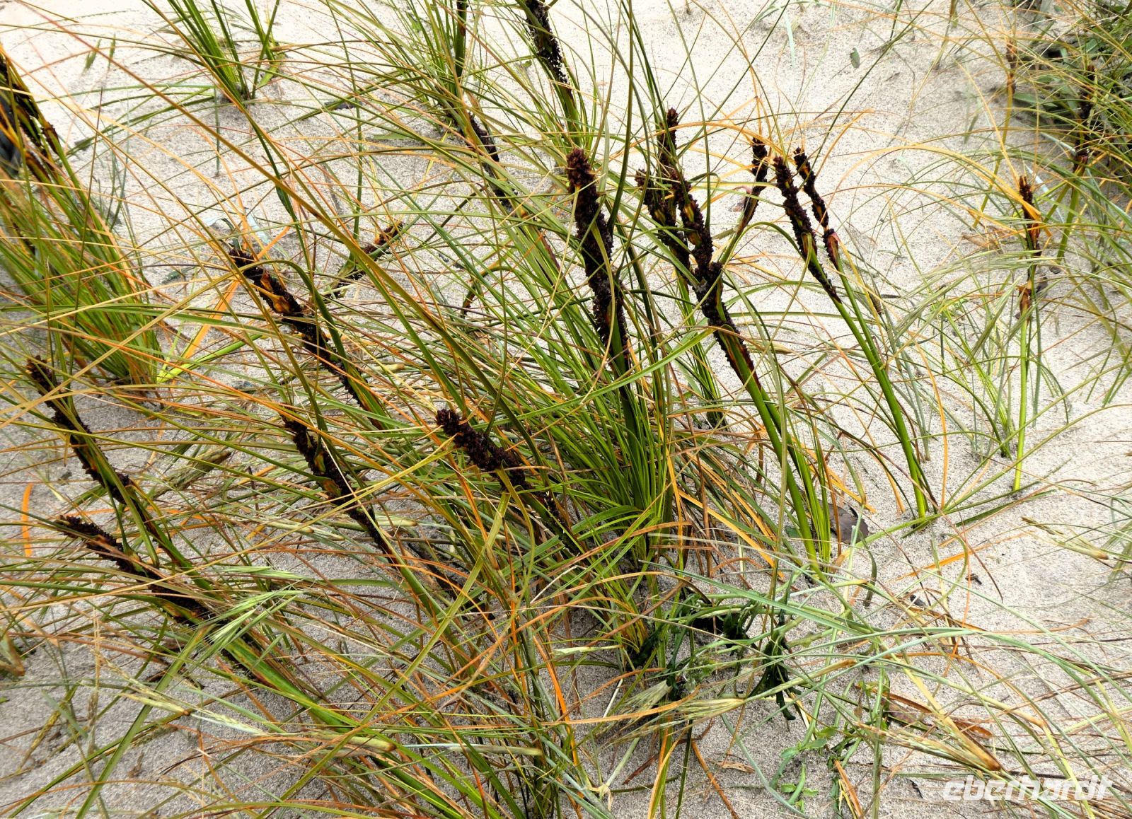 Strandhafer Neuseeländisch &ndash; &copy; Gina Egenolf (Eberhardt TRAVEL)