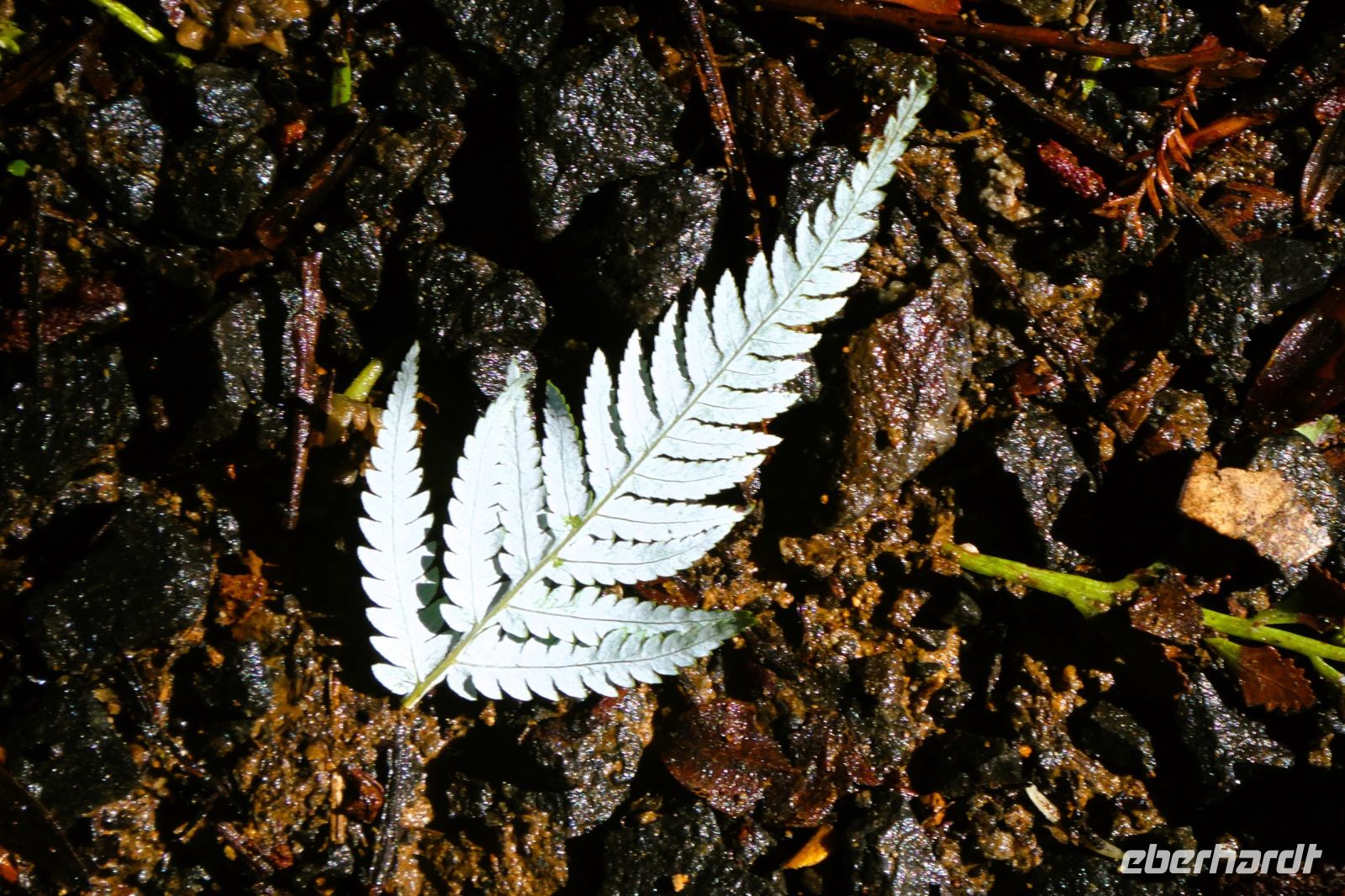 Blatt vom Silberfarn &ndash; &copy; Gina Egenolf (Eberhardt TRAVEL)