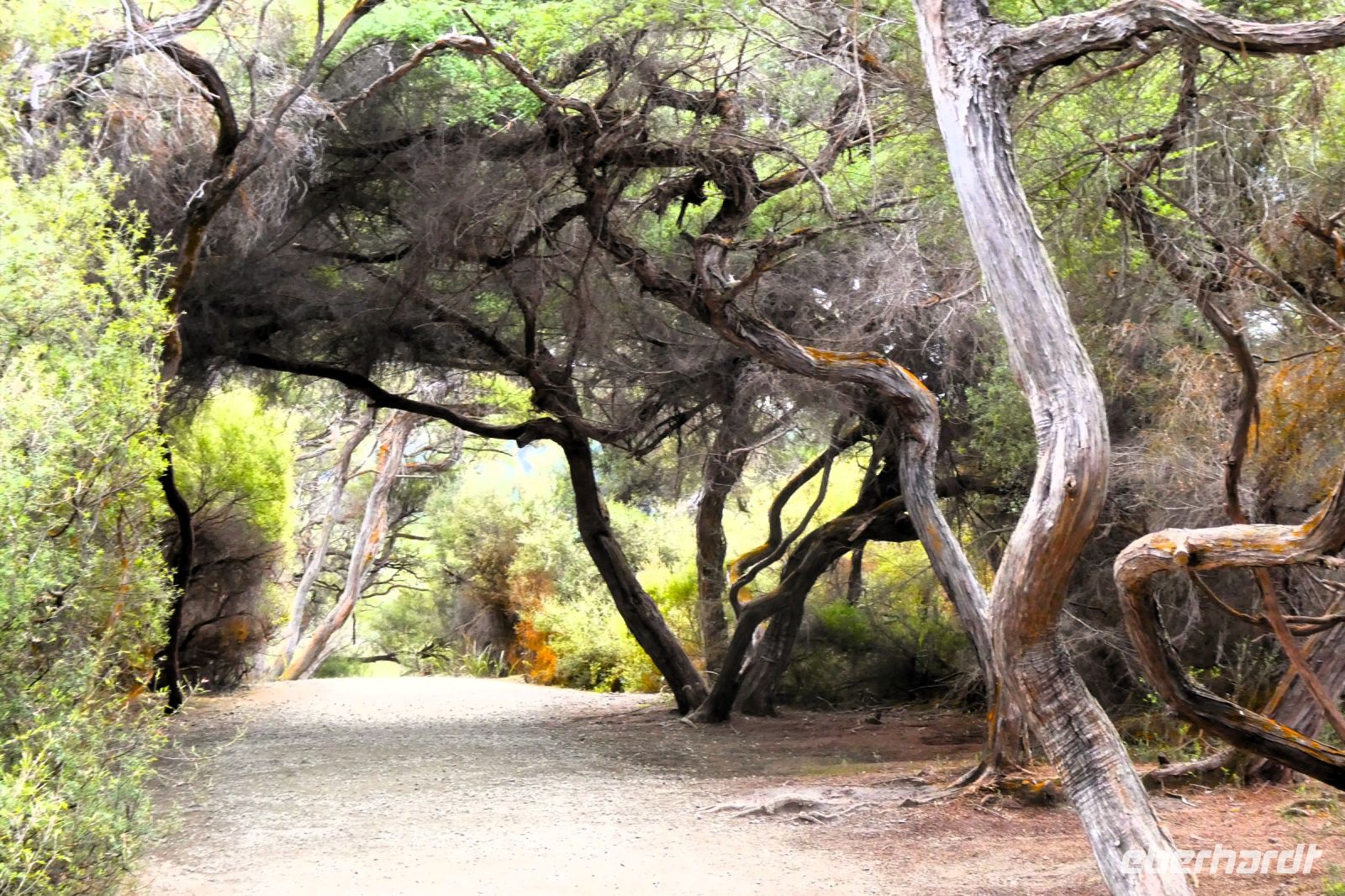 bizarre Vegetation &ndash; &copy; Gina Egenolf (Eberhardt TRAVEL)