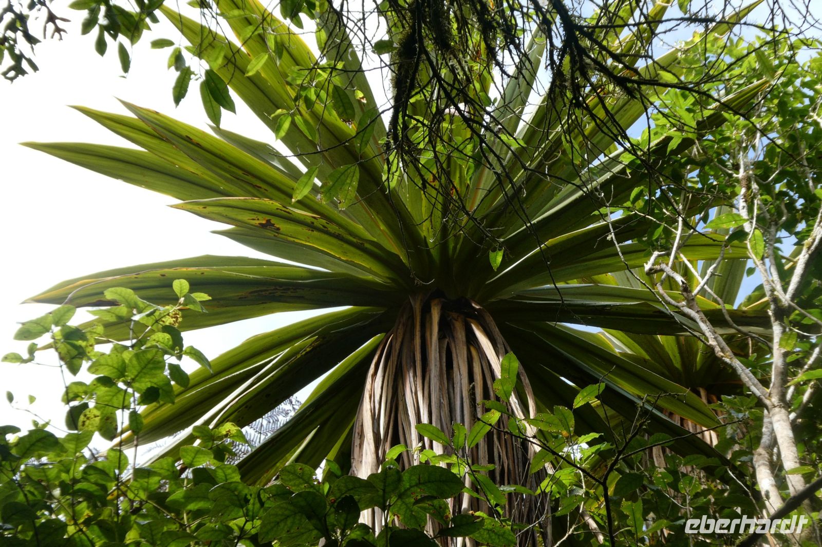 Cabbage Tree ? &ndash; &copy; Gina Egenolf (Eberhardt TRAVEL)