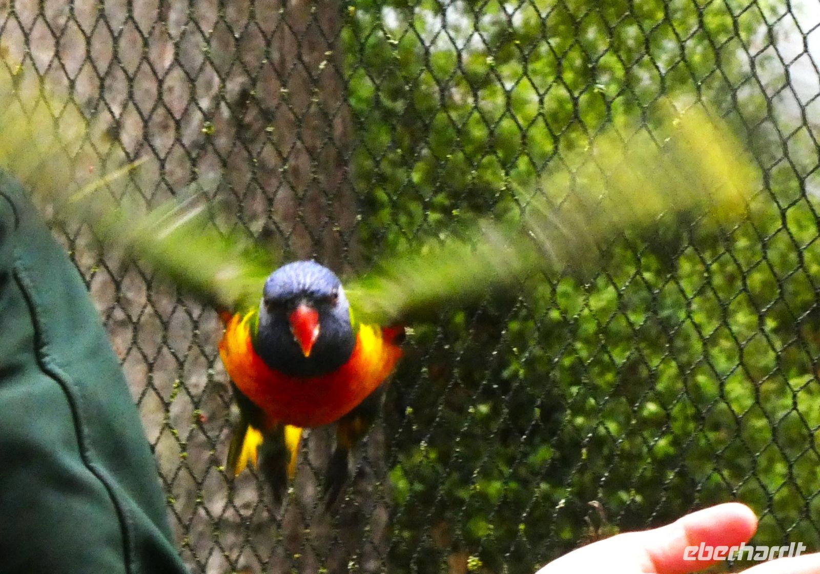 der Kakariki &ndash; &copy; Gina Egenolf (Eberhardt TRAVEL)