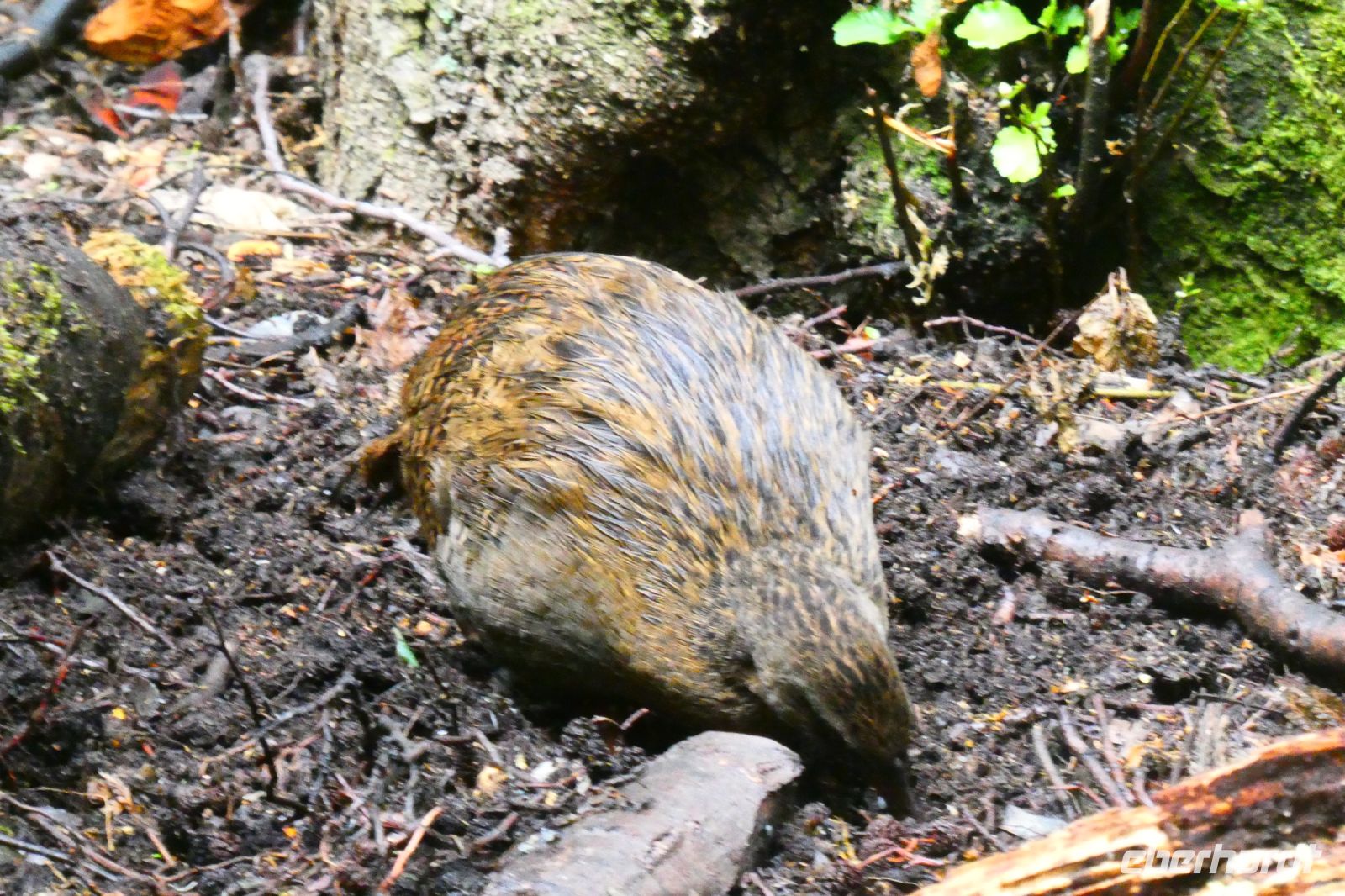 ein Waka  &ndash; &copy; Gina Egenolf (Eberhardt TRAVEL)