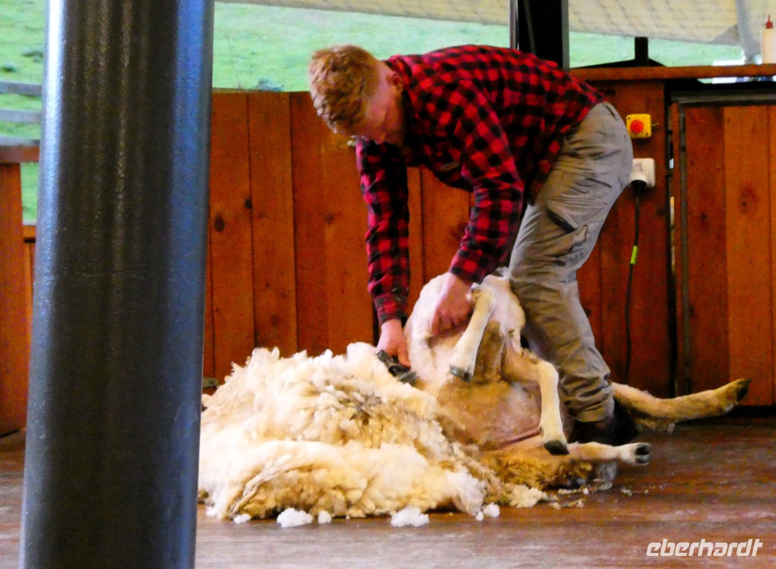 Schaf beim Frisör &ndash; &copy; Gina Egenolf (Eberhardt TRAVEL)