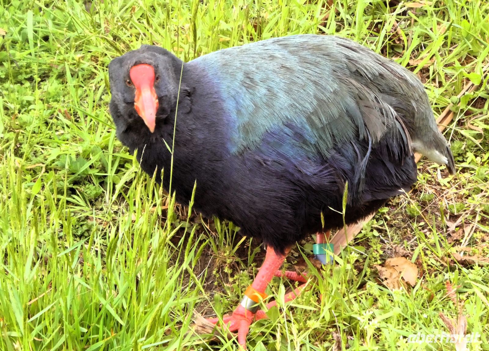 im Vogelpark - Takahe &ndash; &copy; Gina Egenolf (Eberhardt TRAVEL)