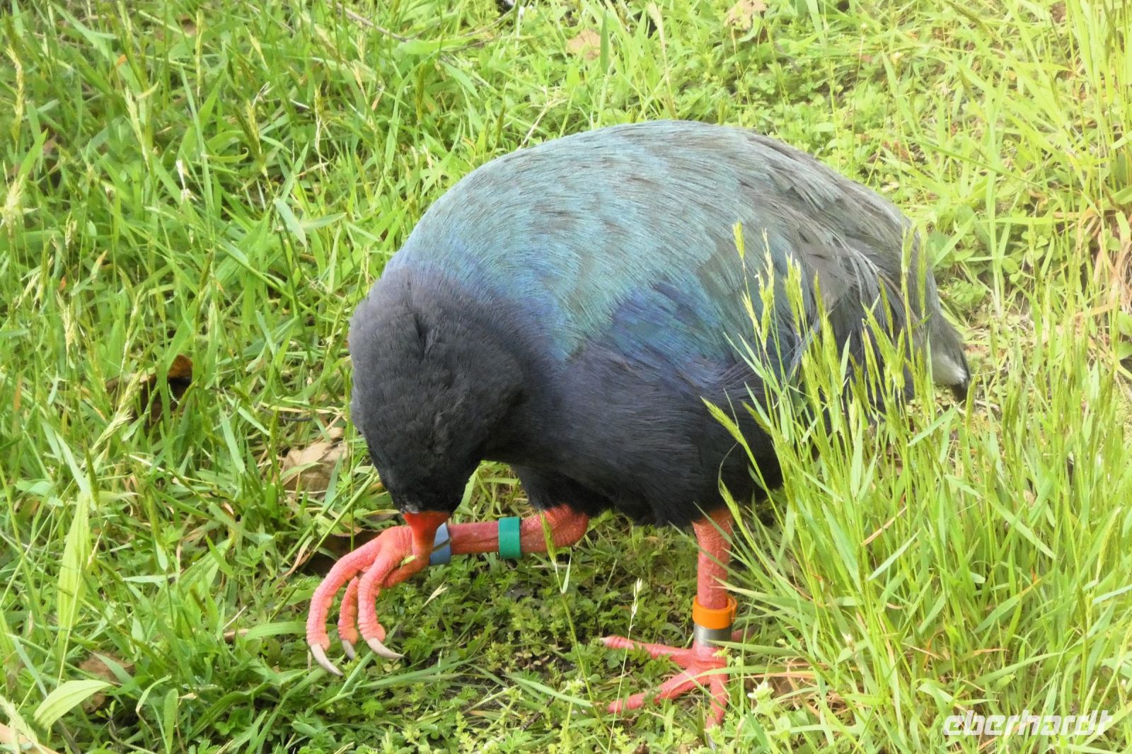 Takahe2 &ndash; &copy; Gina Egenolf (Eberhardt TRAVEL)
