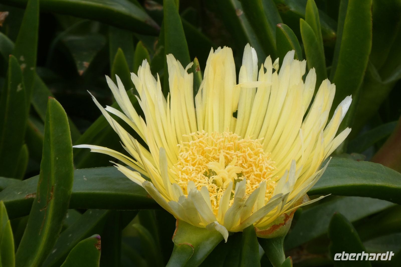 Blüte am Wegesrand &ndash; &copy; Gina Egenolf (Eberhardt TRAVEL)