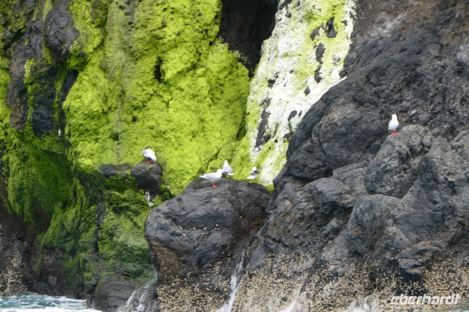 Seevögel am Wege &ndash; &copy; Gina Egenolf (Eberhardt TRAVEL)