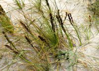 Strandhafer Neuseeländisch &ndash; &copy; Gina Egenolf (Eberhardt TRAVEL)