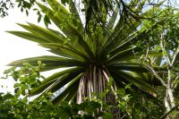 Cabbage Tree ? &ndash; &copy; Gina Egenolf (Eberhardt TRAVEL)