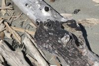 Strandgut &ndash; &copy; Gina Egenolf (Eberhardt TRAVEL)