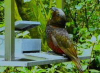 Ich bin ein Kaka &ndash; &copy; Gina Egenolf (Eberhardt TRAVEL)