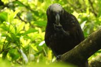 Fütterung der Kakas &ndash; &copy; Gina Egenolf (Eberhardt TRAVEL)