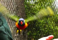 der Kakariki &ndash; &copy; Gina Egenolf (Eberhardt TRAVEL)