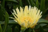 Blüte am Wegesrand &ndash; &copy; Gina Egenolf (Eberhardt TRAVEL)