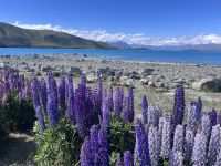 Lake Tekapo (11) &ndash; &copy; Willi Thomas Krupp (Eberhardt TRAVEL)