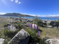 Lake Tekapo (12) &ndash; &copy; Willi Thomas Krupp (Eberhardt TRAVEL)