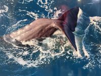 Whale Watching (4) &ndash; &copy; Willi Thomas Krupp (Eberhardt TRAVEL)