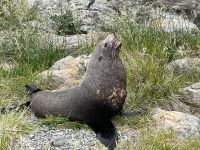 ...unterwegs nach Kaikoura (6) &ndash; &copy; Willi Thomas Krupp (Eberhardt TRAVEL)