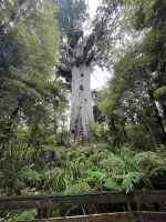 Kauri Baum Tane Mahuta &ndash; &copy; Willi Thomas Krupp (Eberhardt TRAVEL)