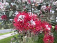 Blüte des neuseel. Weihnachtsbaumes &ndash; &copy; Willi Thomas Krupp (Eberhardt TRAVEL)