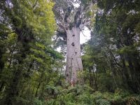 Tane Mahuta &ndash; &copy; Mandy Rauschner (Eberhardt TRAVEL)