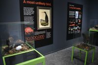 Kiwi Hatchery &ndash; &copy; Mandy Rauschner (Eberhardt TRAVEL)