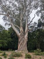 Eukalyptusbaum &ndash; &copy; Mandy Rauschner (Eberhardt TRAVEL)