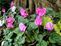 Alpenveilchen im Flowerdome in Singapur &ndash; &copy; Simone Willner (Eberhardt TRAVEL)