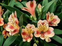 Inkalilien im Flower Dome Singapur &ndash; &copy; Simone Willner (Eberhardt TRAVEL)